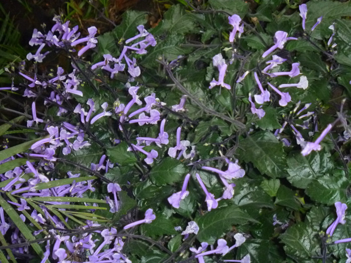 모나 라벤더 - Plectranthus 