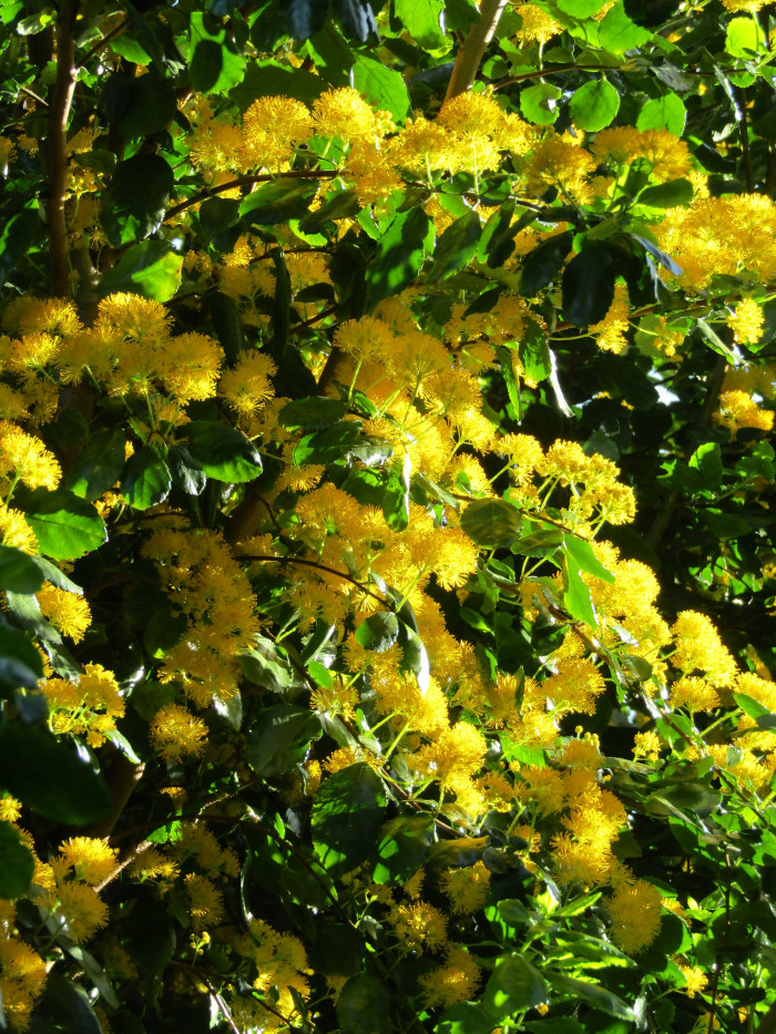 아자라 세라타 - Saw-toothed Azara, Azara serrata