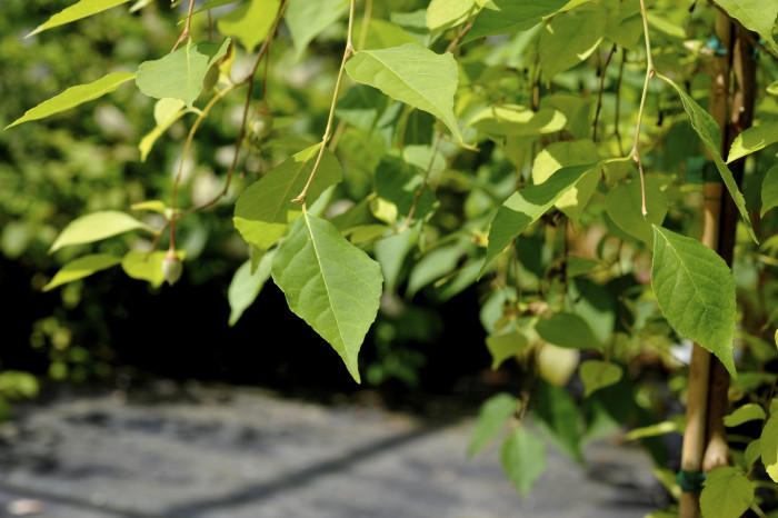 때죽나무 - Styrax japonica