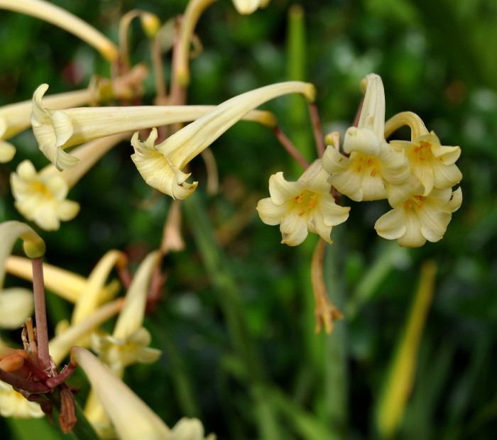 키르탄서스 - Ifafa Lily, Cyrtanthus mackenii