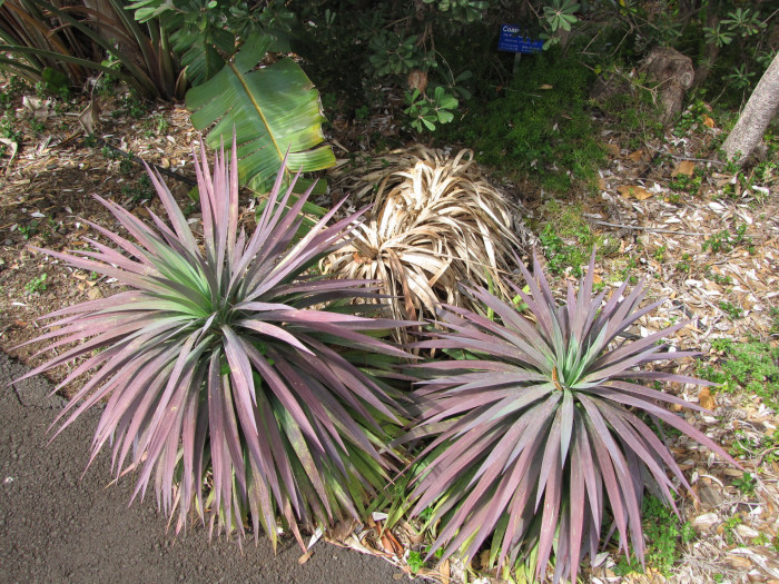 유카 데스메티아나 - Yucca desmetiana