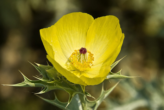 가시양귀비 - Mexican poppy, Mexican prickly poppy, flowering thistle, Argemone mexicana