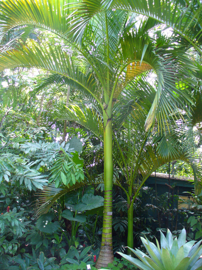 아네이튬 야자 - Aneityum Palm, Carpoxykum Palm, Carpoxylon macrospermum