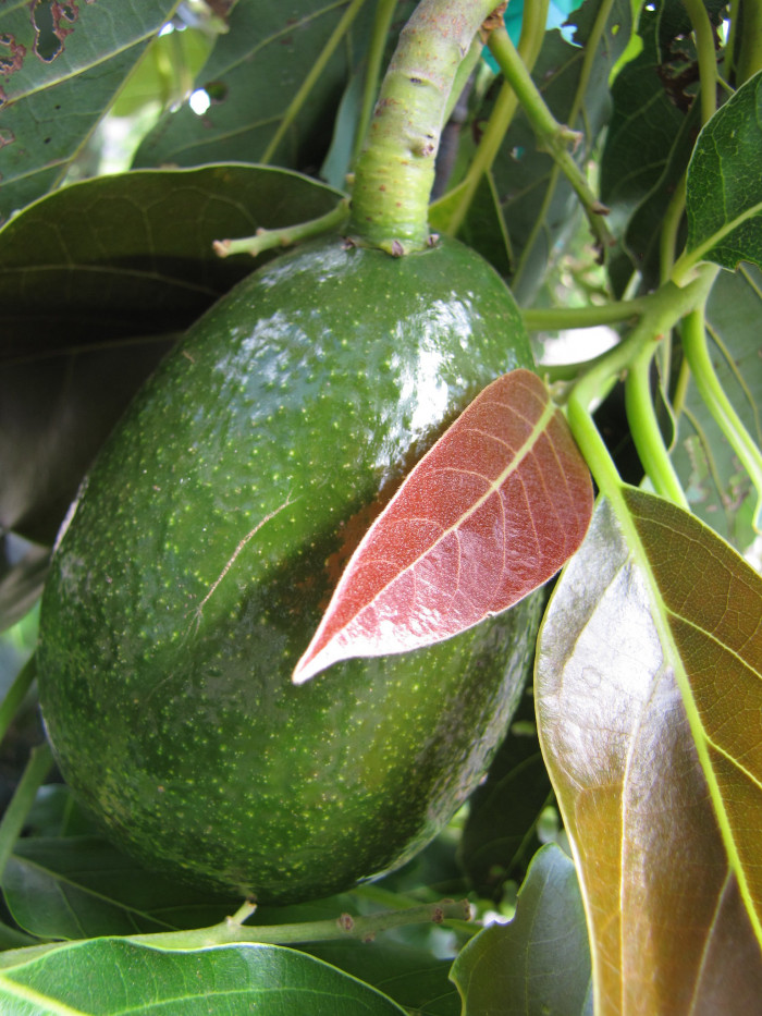 아보카도 - Avocado, Alligator pear, Butter fruit, Persea americana Mill.