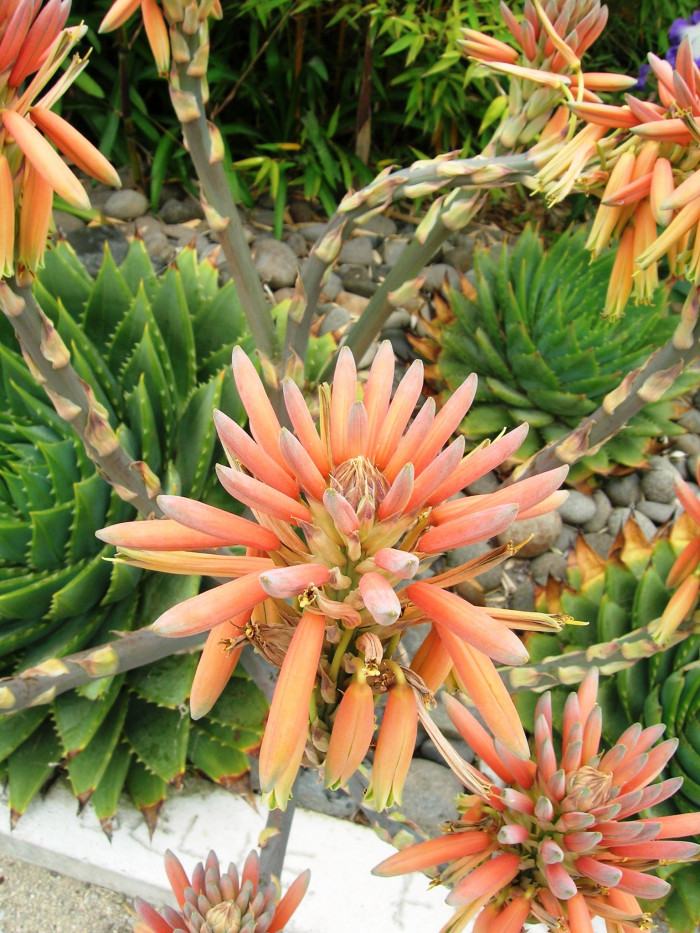 알로에 폴리필라 - Spiral Aloe, Aloe polyphylla