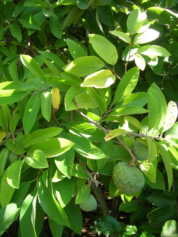 슈가애플 - Annona Squamosa