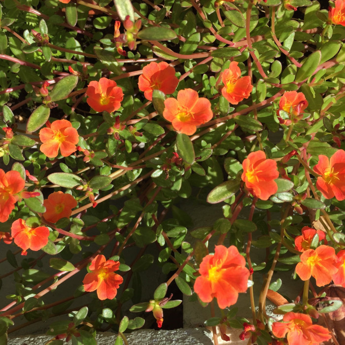 포테리카 - umbraticola, Portulaca umbraticola