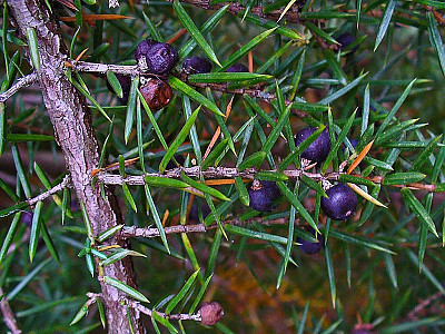 두송 사진 - Juniperus communis L. Photos