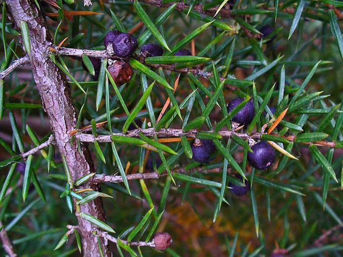 두송 - Juniperus communis L.