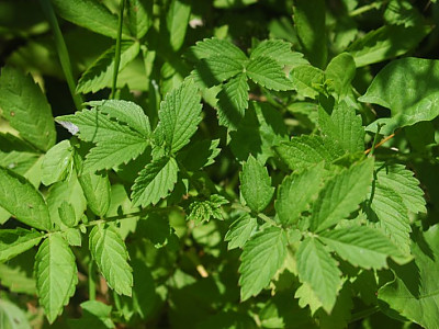 짚신나물 사진 - Agrimonia pilosa Ledeb. Photos