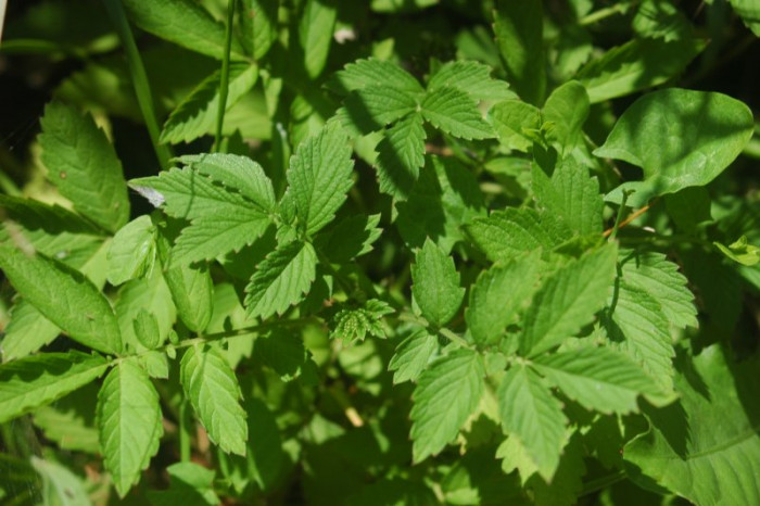 짚신나물 - Hairy vein agrimony, Agrimonia pilosa Ledeb.