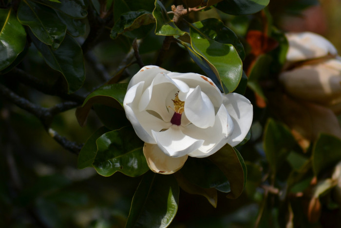 태산목 - Magnolia grandiflora L.