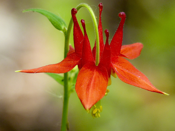 매발톱 - columbine, Aquilegia buergeriana Siebold & Zucc. var. oxysepala (Trautv. & C. A. Mey.) Kitam.