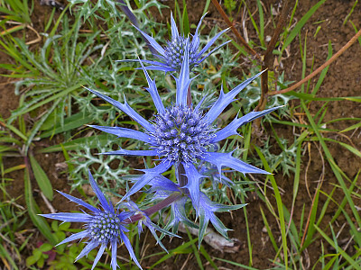 에린지움 사진 - Eryngium planum Photos