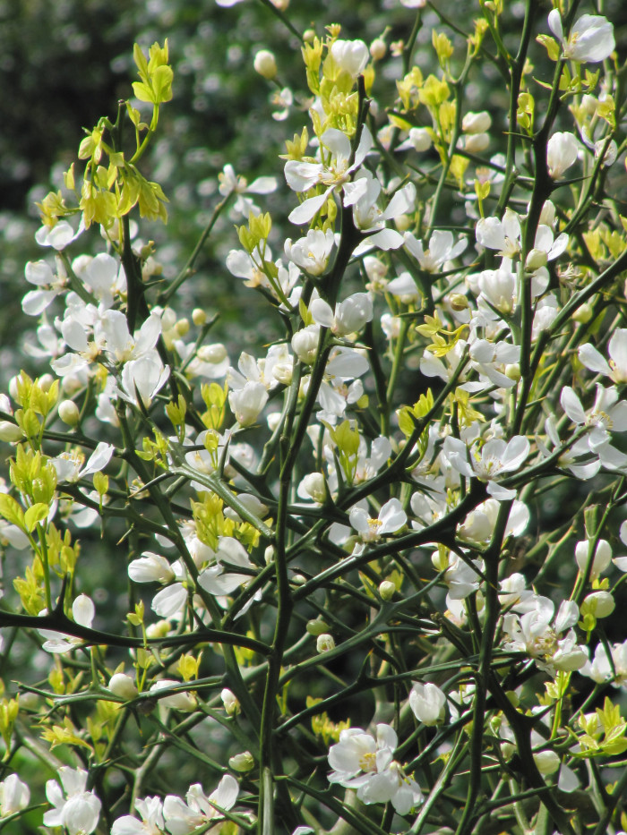 탱자나무 - trifoliate orange, Poncirus trifoliata, Cirus trifoliata Raf.