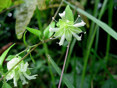 덩굴별꽃 사진 - Cucubalus baccifer var. japonicus Miq. Photos