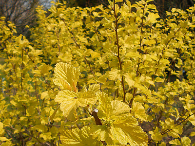 엔젤골드 사진 - Physocarpus opulifolius \'Angel Gold\' Photos