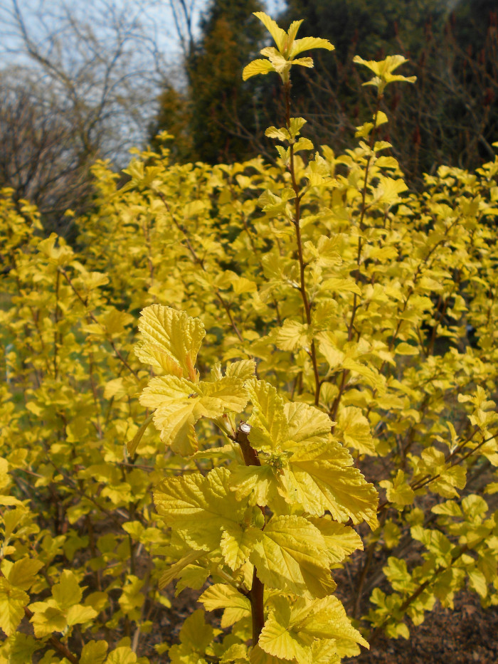 엔젤골드 - Angel Gold, Physocarpus opulifolius 