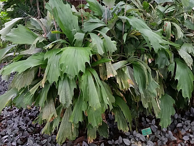 아렌가 후케리아나 사진 - Arenga hookeriana Photos