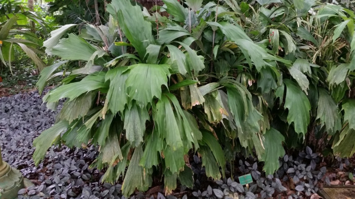 아렌가 후케리아나 - Hooker Fishtail Palm, Hooker