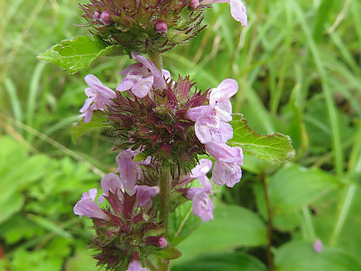 층층이꽃 사진 - Clinopodium chinense (Benth.) Kuntze Photos