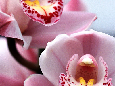 심비디움 사진 - Cymbidium spp. Photos
