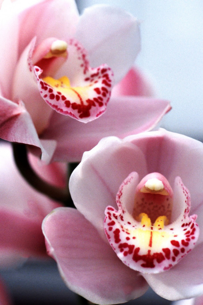 심비디움 - Cymbidium spp.