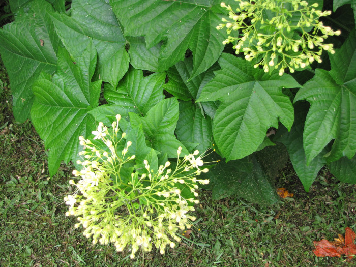 용선화 - Pagoda Flower, Pyramid flower, Temple flower, Clerodendrum paniculatum