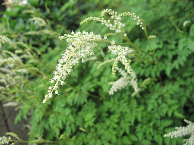 한라개승마 사진 - Aruncus aethusifolius (H. Lév.) Nakai Photos