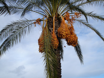 대추야자 사진 - Phoenix dactylifera Photos
