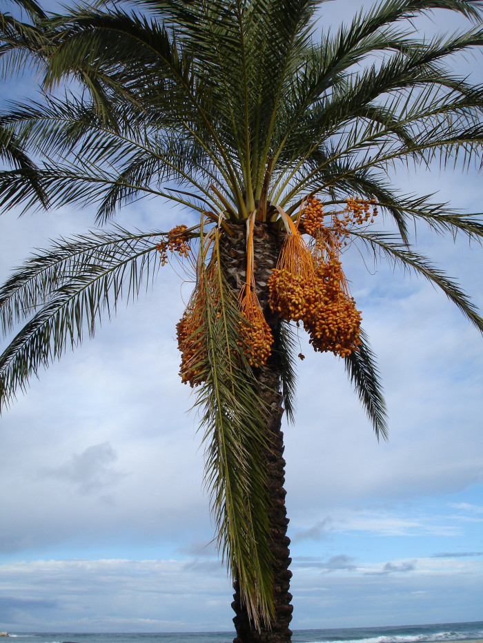 대추야자 - date palm, Phoenix dactylifera