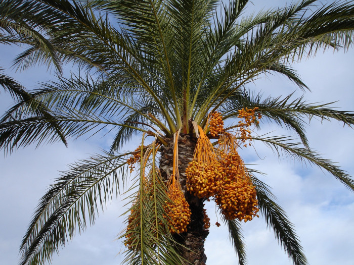 대추야자 - date palm, Phoenix dactylifera