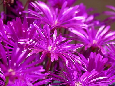 썬로즈 사진 - Aptenia cordifolia Photos