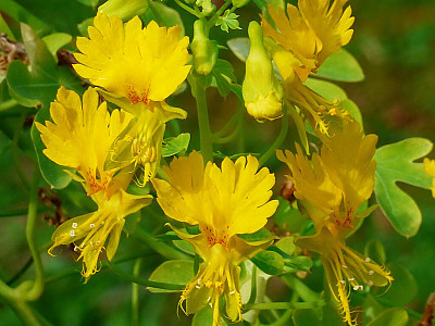 카나리아 덩굴 사진 - Tropaeolum peregrinum Photos