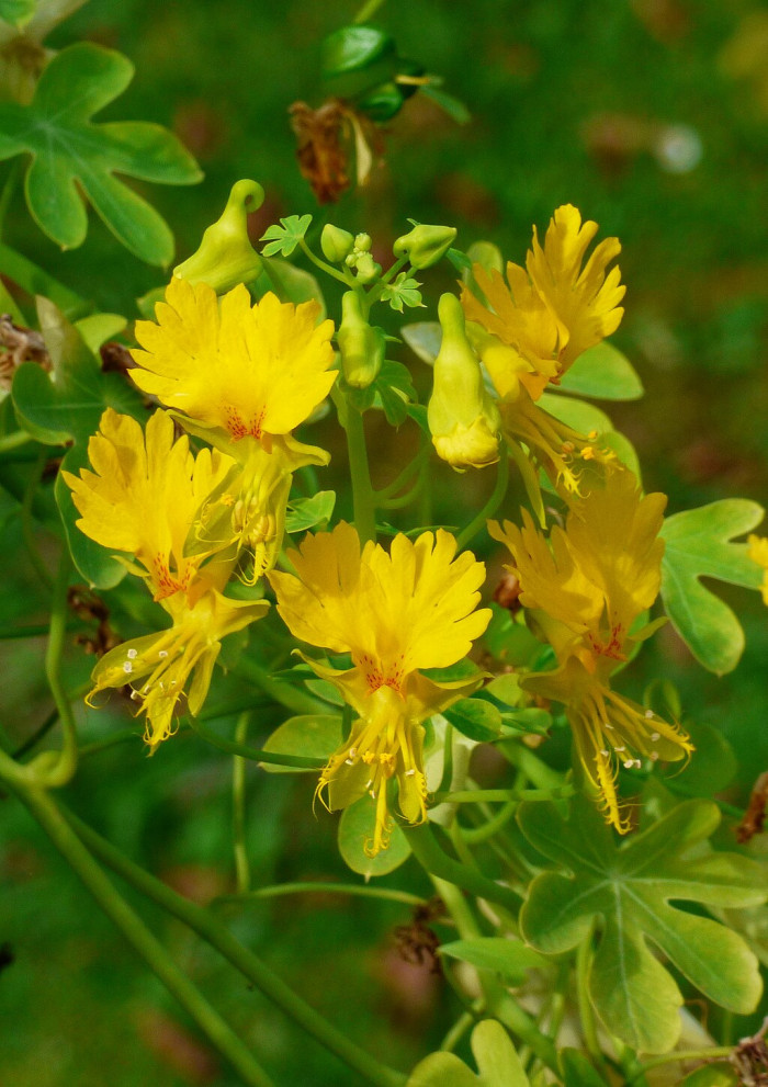 카나리아 덩굴 - canary creeper, Tropaeolum peregrinum