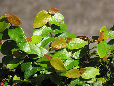 푸밀라고무나무 사진 - Ficus pumila Photos