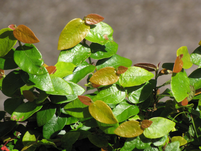 푸밀라고무나무 - creeping fig, climbing fig, Ficus pumila