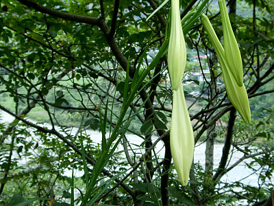 대만나리 사진 - Lilium formosanum Photos