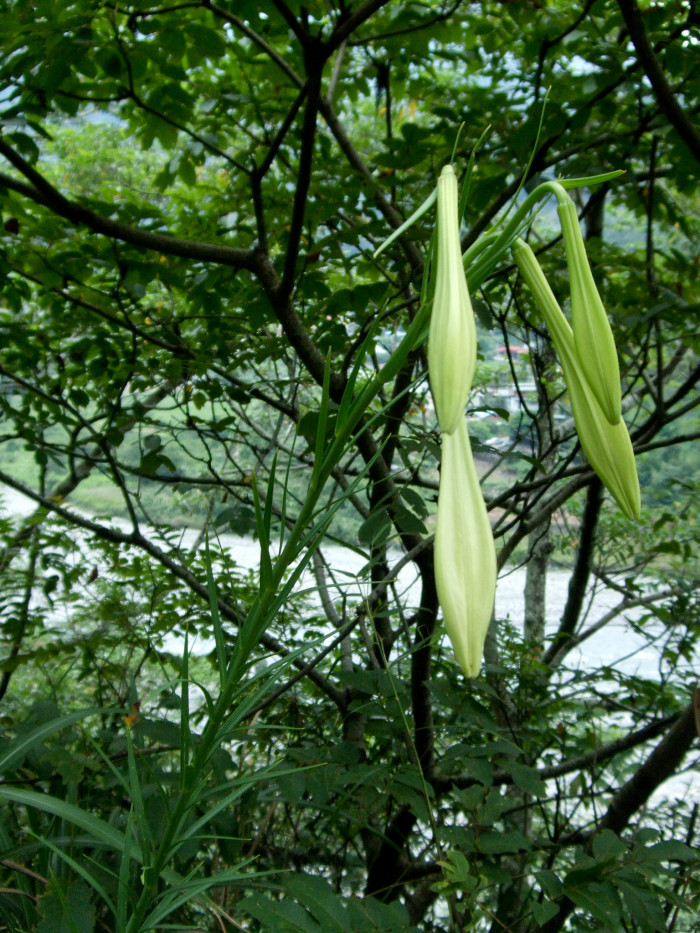 대만나리 - Formosa lily, Taiwanese lily, Lilium formosanum