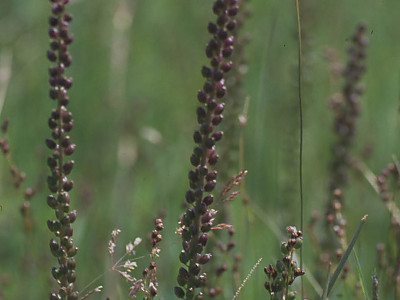 지채 사진 - Triglochin maritimum L. Photos