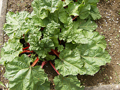 대황 사진 - Rheum rhabarbarum L. Photos