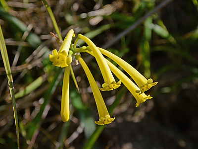 키르탄서스 사진 - Cyrtanthus mackenii Photos