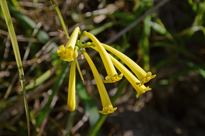 키르탄서스 - Ifafa Lily, Cyrtanthus mackenii