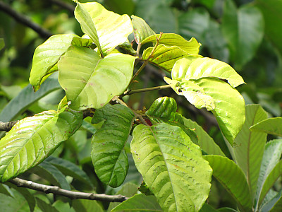 산돌 사진 - Sandoricum koetjape Photos