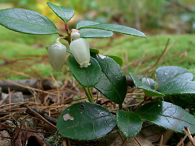 가울테리아 사진 - Gaultheria procumbens L. Photos