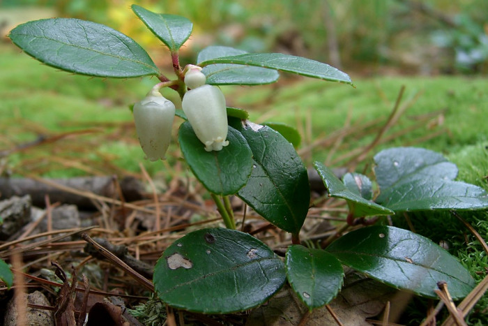 가울테리아 - Teaberry, Wintergreen, Checkerberry, Gaultheria procumbens L.