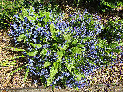 푸른 눈의 메리 사진 - Omphalodes verna Photos