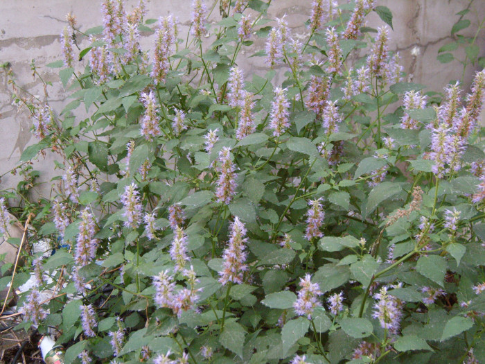 배초향 - Korean mint, Agastache rugosa (Fisch. & Mey.) Kuntze