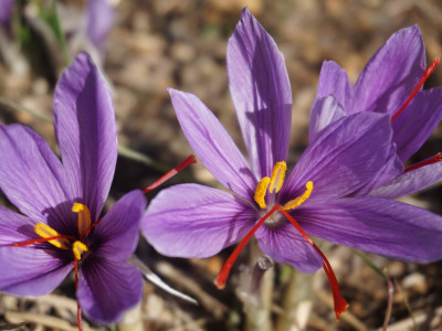 샤프란 사진 - Crocus sativus L. Photos