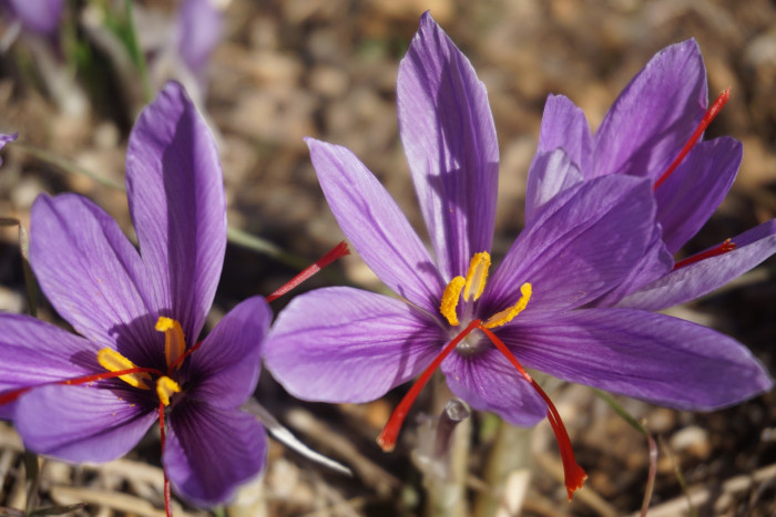 샤프란 - Saffron crocus, autumn crocus, Crocus sativus L.